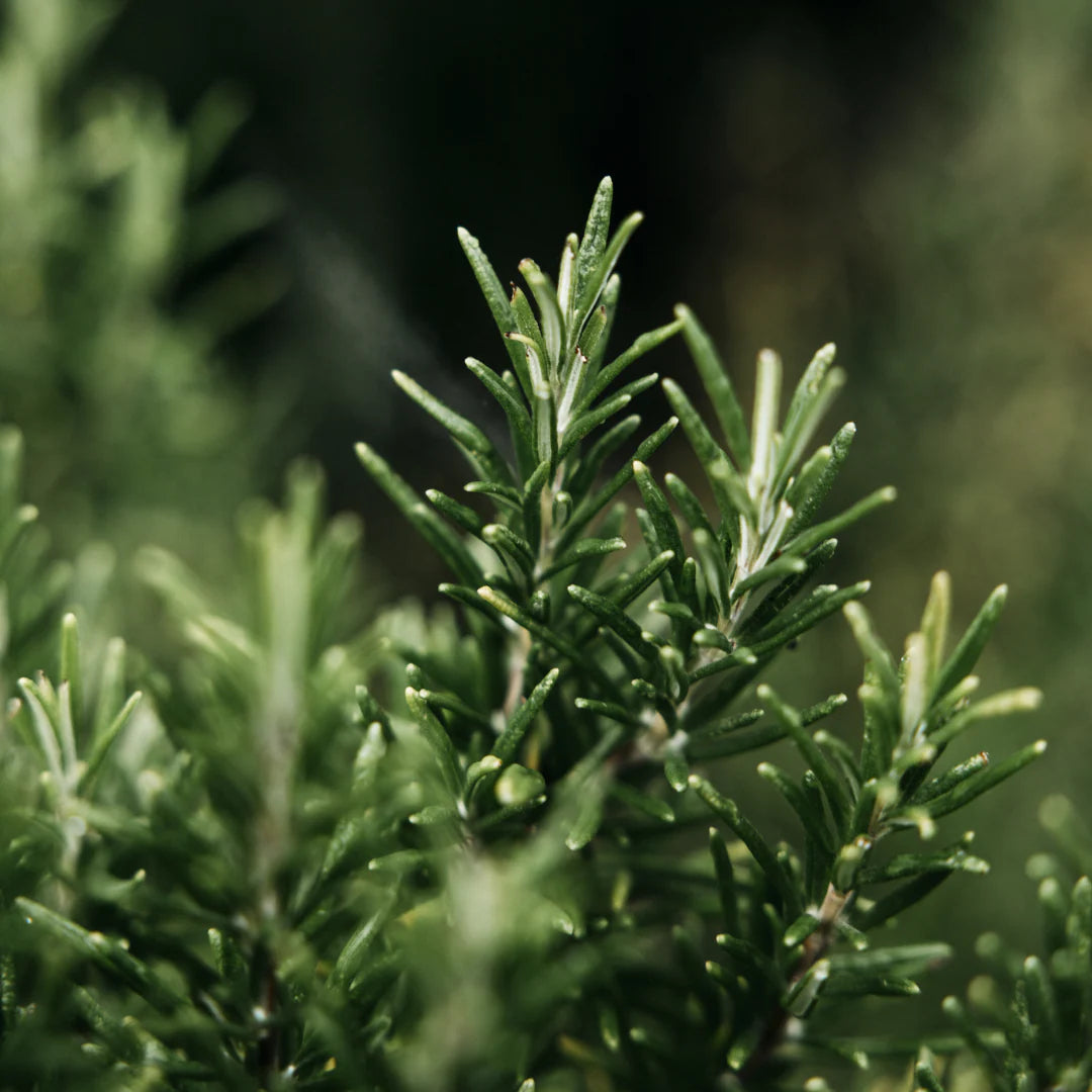 St Eval Bay & Rosemary Hand Wash