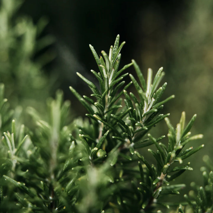 St Eval Bay & Rosemary Hand Wash